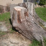 Stump before carving